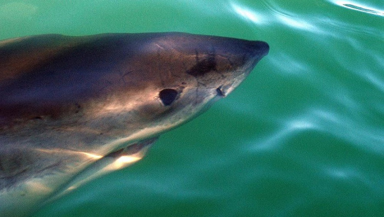 Five Star shark Diving
