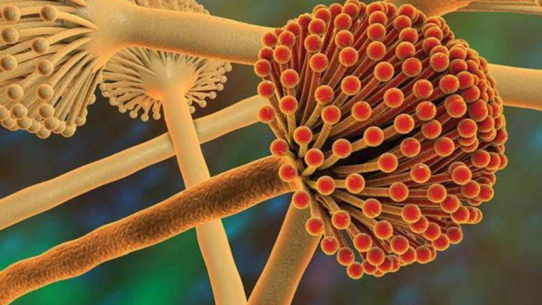 Global Feed Mycotoxin Binders Market Segments, Share, Trends 2028| Perstorp, BASF