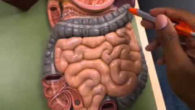 Global Digestive System Anatomical Model Market analysis,size, Report - 2022 to 2028|Nasco,Simulab Corporation,SOMSO