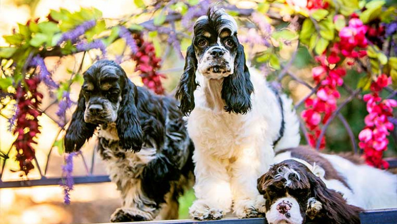 Tips For A Successful Cocker Spaniel Obedience Training