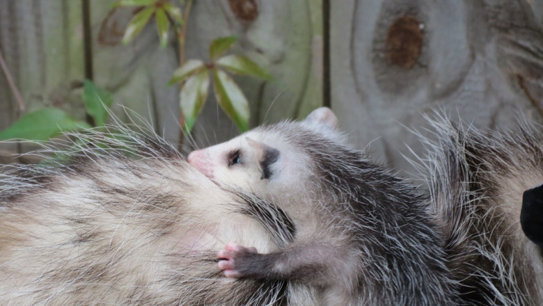 Do Possums Eat Chickens? Here’s How to Protect Your Poultry