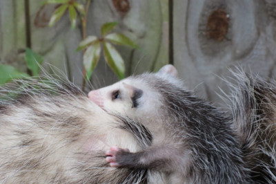 Do Possums Eat Chickens? Here’s How to Protect Your Poultry