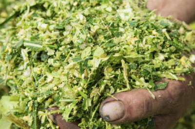 Inoculants Market Growth Analysis and Forecast to 2028 