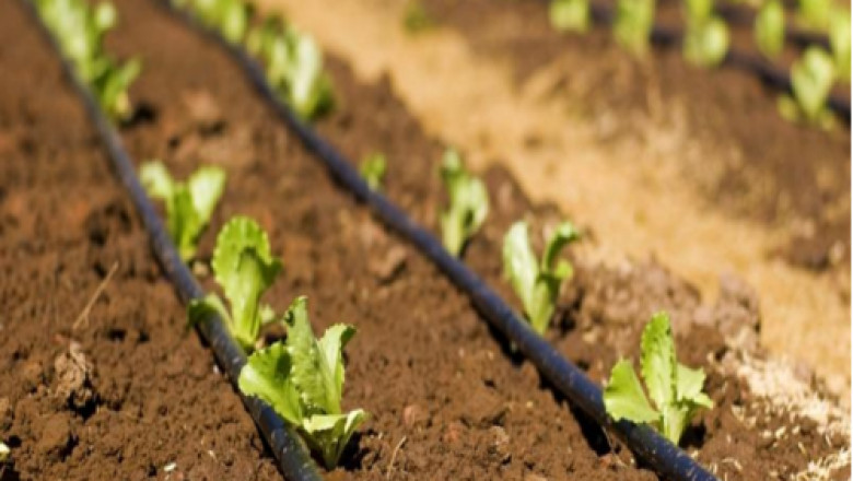 Global Micro Irrigation Market Segments, Share, Trends 2028| Rivulis, Netafim