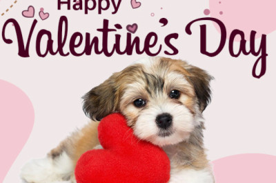 Grab a deal from PetLoversAu- eBay Store on this Valentines Day Sale