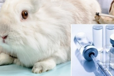 Pyrogen Testing Market 2021-26: Industry Trends, Share, Growth, Demand and Key Players