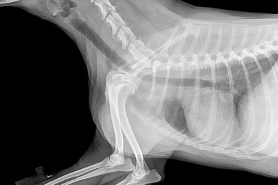 Veterinary Imaging Market 2022: Size, Share, Analysis and Forecast-2027