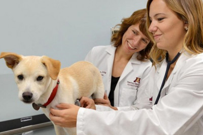 Veterinary POC Diagnostic Market - Global Industry Growth and Forecast – 2027