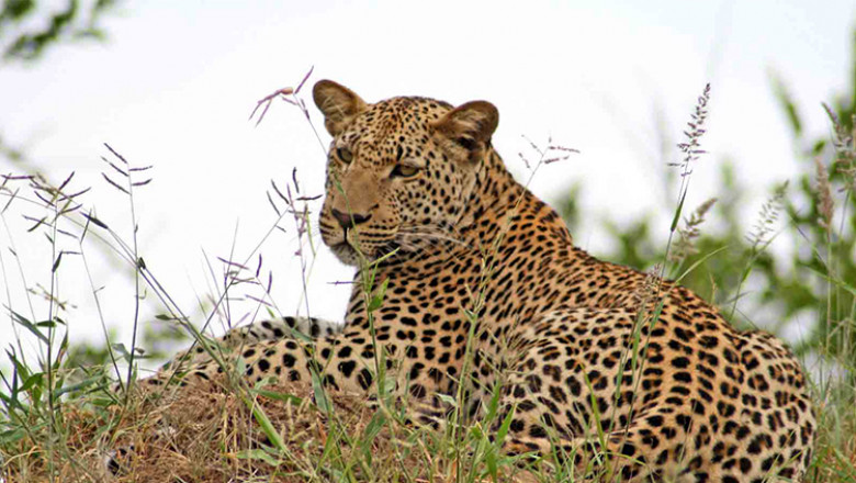 jhalana safari (Jhalana Leopard Safari)