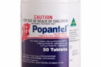 Popantel Allwormer For Dogs 40 Kg | DiscountPetCare