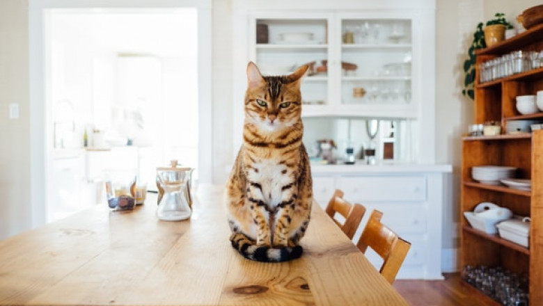 Why You Should Never Try and Replace Ziwi Peak Dog Food with Food from the Table?