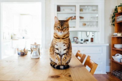 Why You Should Never Try and Replace Ziwi Peak Dog Food with Food from the Table?