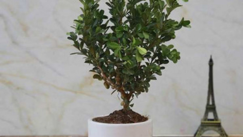 Choose Plants as The Best Gift On Women's Day