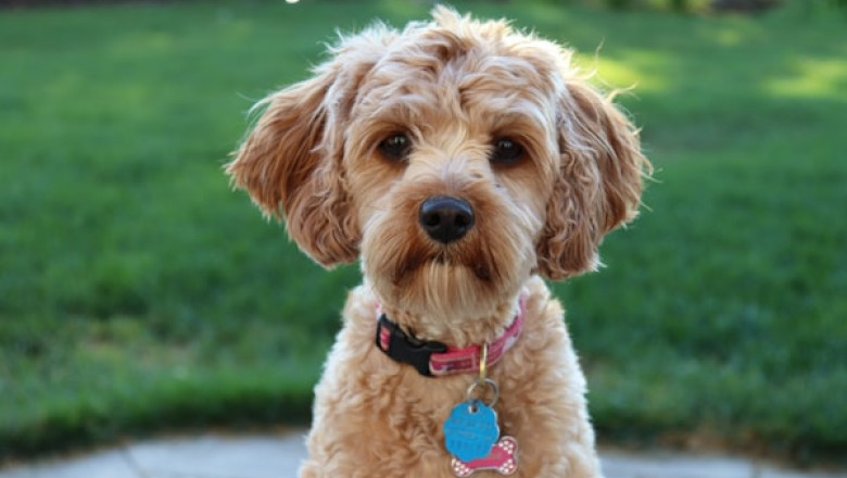 How to Make Sure that Your Dog Cages Are OK to Be Used in the Winter?