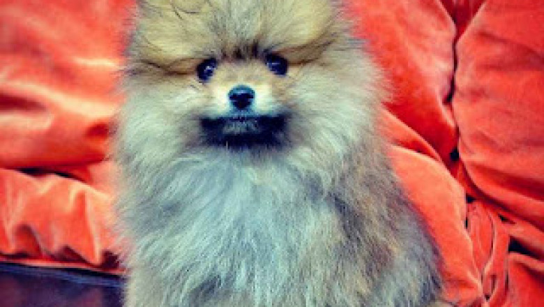 Top 4 Reasons To Invest In Imported Pets From Trustworthy Stores