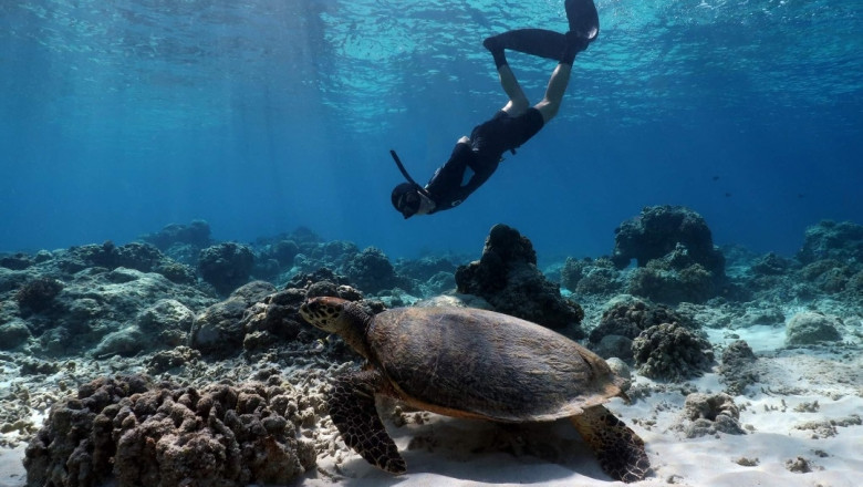 Freedive Instructor Job