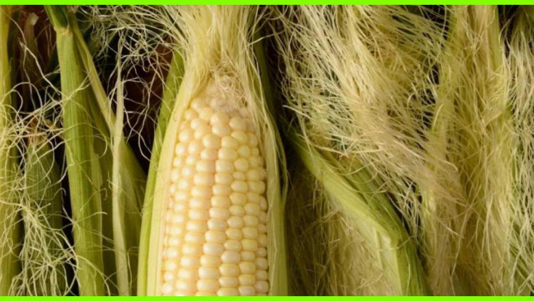 Global Corn Silk Extract Market: Trends and Opportunities for the Industry By 2028