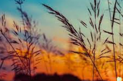 A Couple of Ways of Obtaining a Great SEO Guide For Your Business