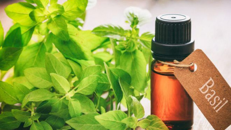Basil Extracts Market & future outlook 2029: Active Review by Key Members