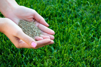 Global Grass Seeds Market Trajectory & Analytics