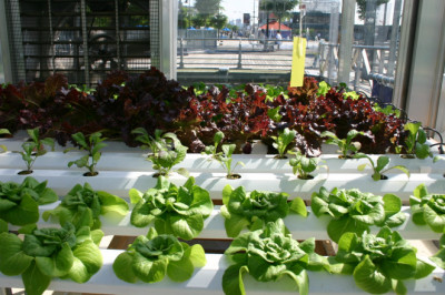 Hydroponics Market 2021 Segmentation, Business Growth, Top Key Players Analysis, Opportunities and Forecast to 2028