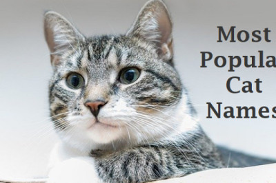 Cat Names: Most Popular Male and Female Cat Names