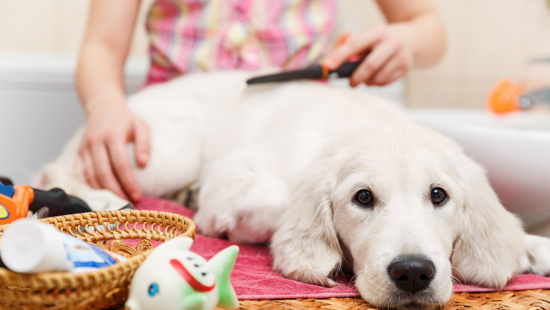 Pet Care Products Are Increasingly Becoming Popular Across The Globe As Animal Adoption Is Increasing In Many Parts Of The World