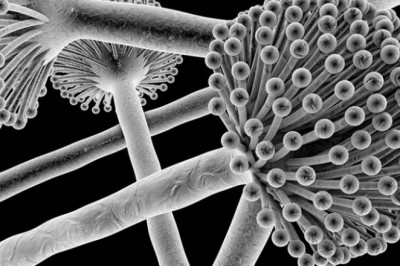 Aspergillosis Treatment Tests to pinpoint the cause of human symptoms