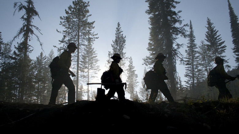 Picking a Tree Service Experienced