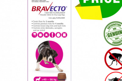 BRAVECTO 2 Chews for 40 to 56 Kg Dogs 3 months Tick and Flea Protection