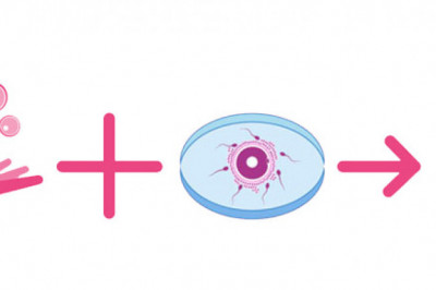 A description of the egg donation program