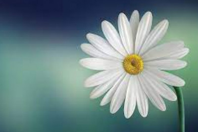 Find the perfect wall mounted electric fire for your place at Wall Mounted Electric Firestore