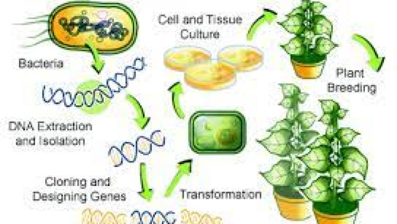 Genetically Modified Crops Market,Size, Share, Outlook, and Opportunity Analysis, 2019 - 2027