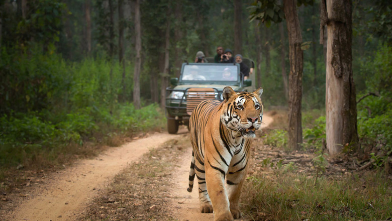 Tadoba national Park