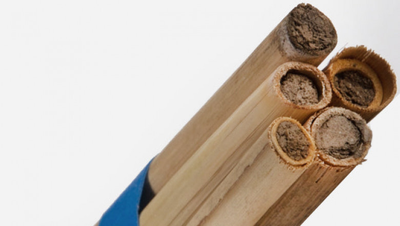 Types of Mason bees We are providing: