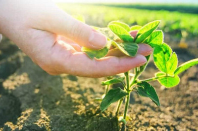 Use of agricultural microbials significantly increase the nutrition and growth of crops