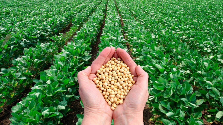 Agricultural Micronutrients Market Predicted to Witness Surge in The Near Future