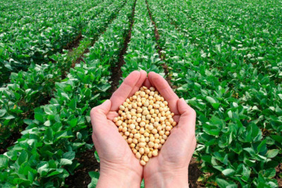 Agricultural Micronutrients Market Predicted to Witness Surge in The Near Future
