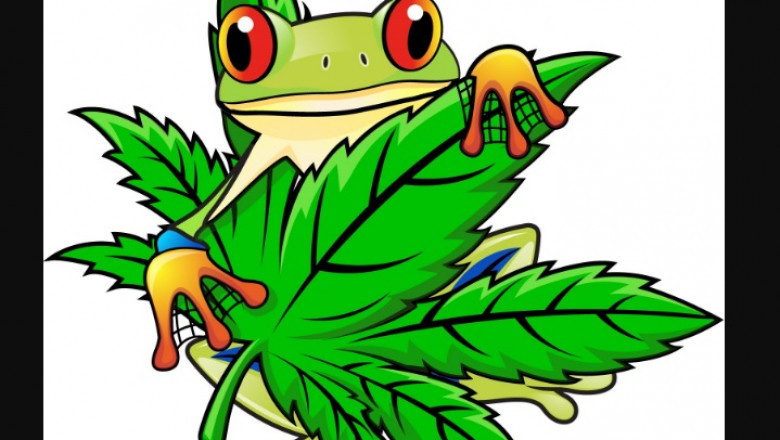 What Does Screen of Green (SCROG) Mean?