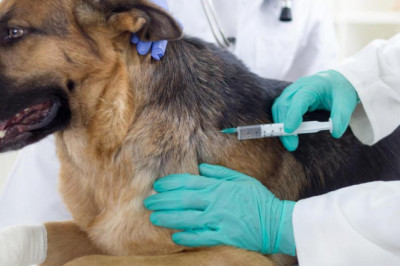Animal Vaccines Market Advantages, Challenges, and Future Projection to 2028