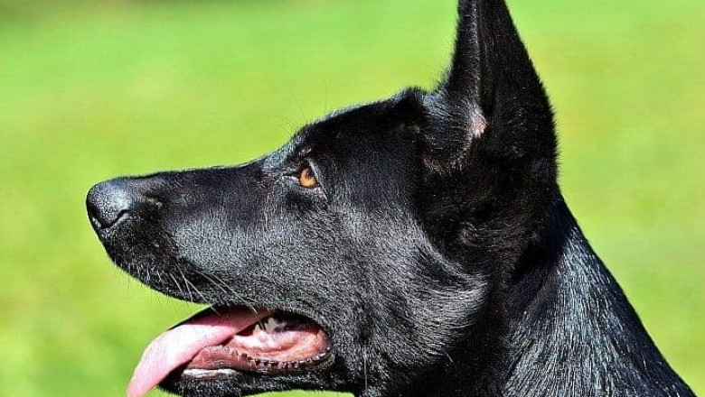 Black German Shepherd