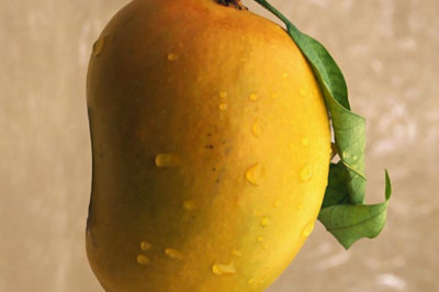 Origin Of Kesar Mango