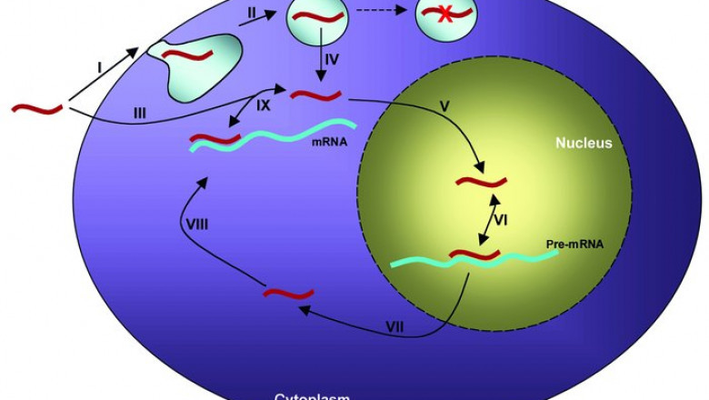 What is a Gapmer CNS Specific Antisense Oligonucleotide?