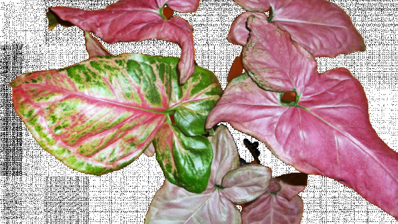 How to Grow Syngonium (Pink) Plants?