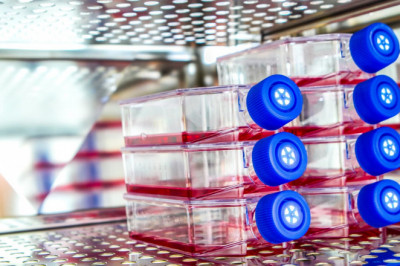 Important Benefits of using the mycoplasma contamination test