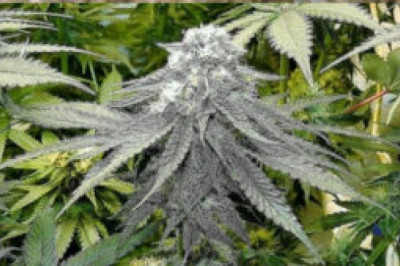 Best clones Gg4 Sf Bay Area in Los Angeles