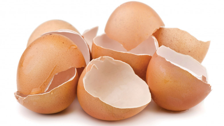 Eggshell Membrane Market Trends, Size, Segments, Emerging Technologies and Industry Growth by Forecast to 2028
