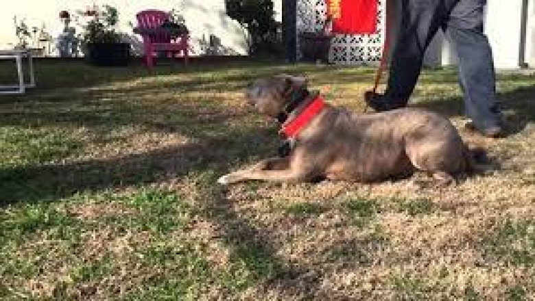 Why choosing the best dog boarding facility is quite important?