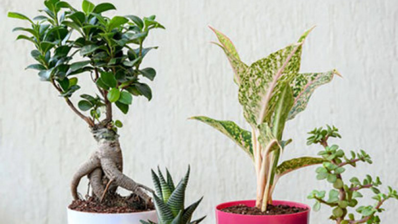 4 Benefits of Keeping Indoor Plants around You