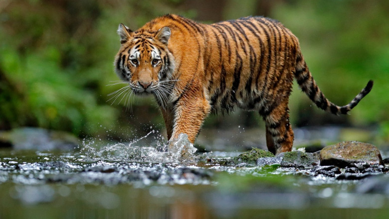 Renaming Jim Corbett National Park: A Big Controversy in India